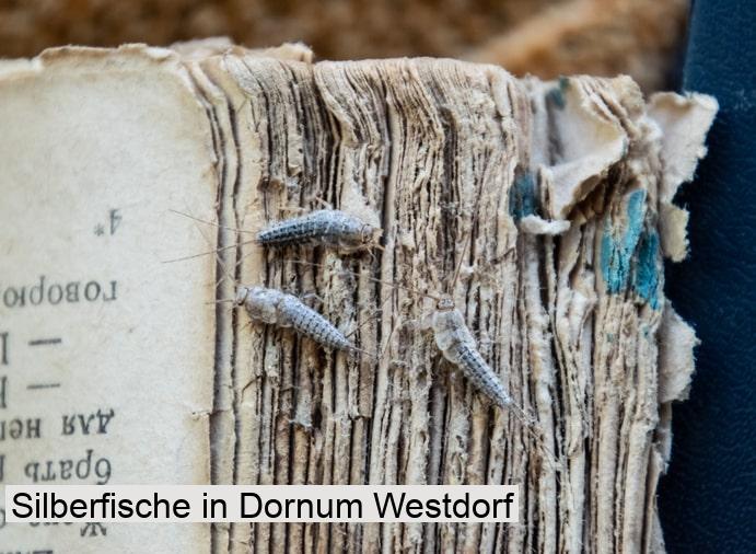 Silberfische in Dornum Westdorf